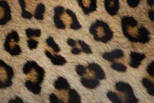 Leopard_fur