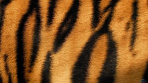 tiger-fur
